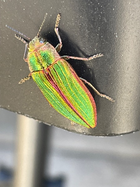 Found in Manzanita Apr 2023