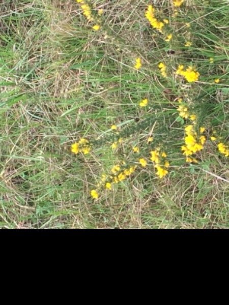 Suspected plant #1. Plants are between highway and wooden fence but a small wetland prevented me collecting a sample.