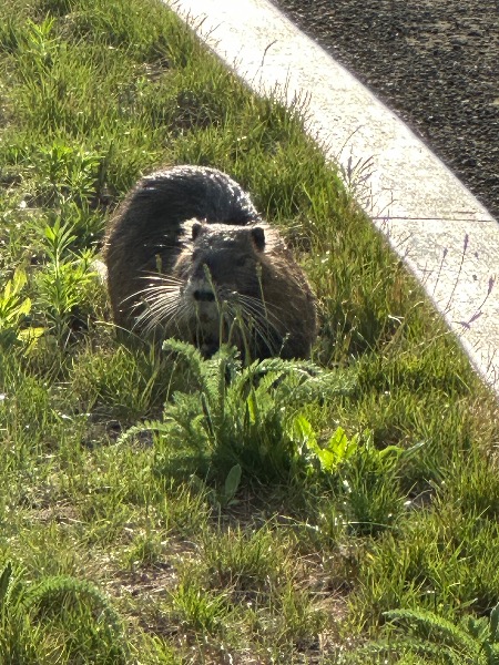 Nutria. Cute but not welcome