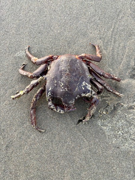 as found on beach.