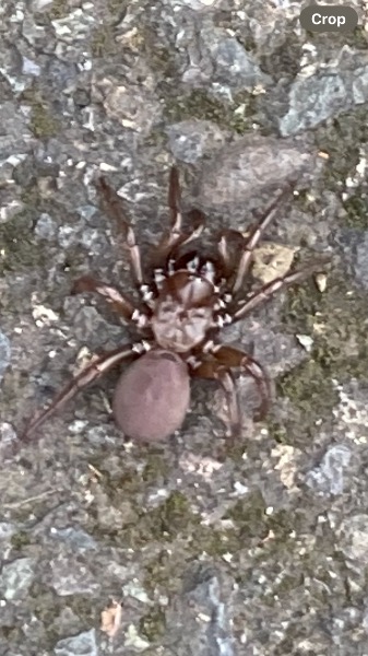 Closer image of unknown spider