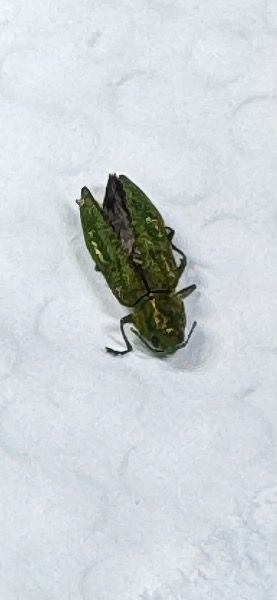 Emerald ask borer?