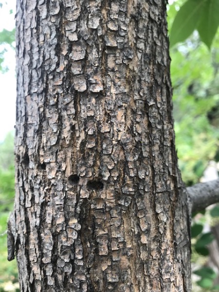 Holes in Ash