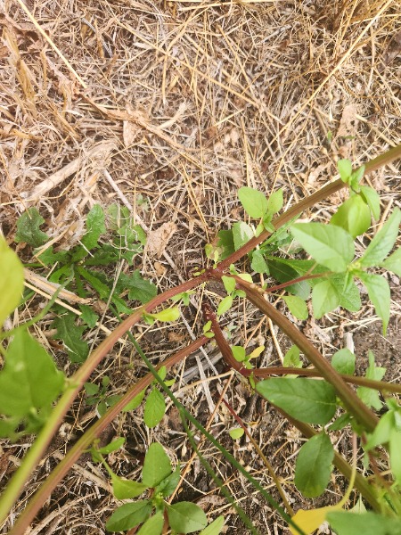 Stems