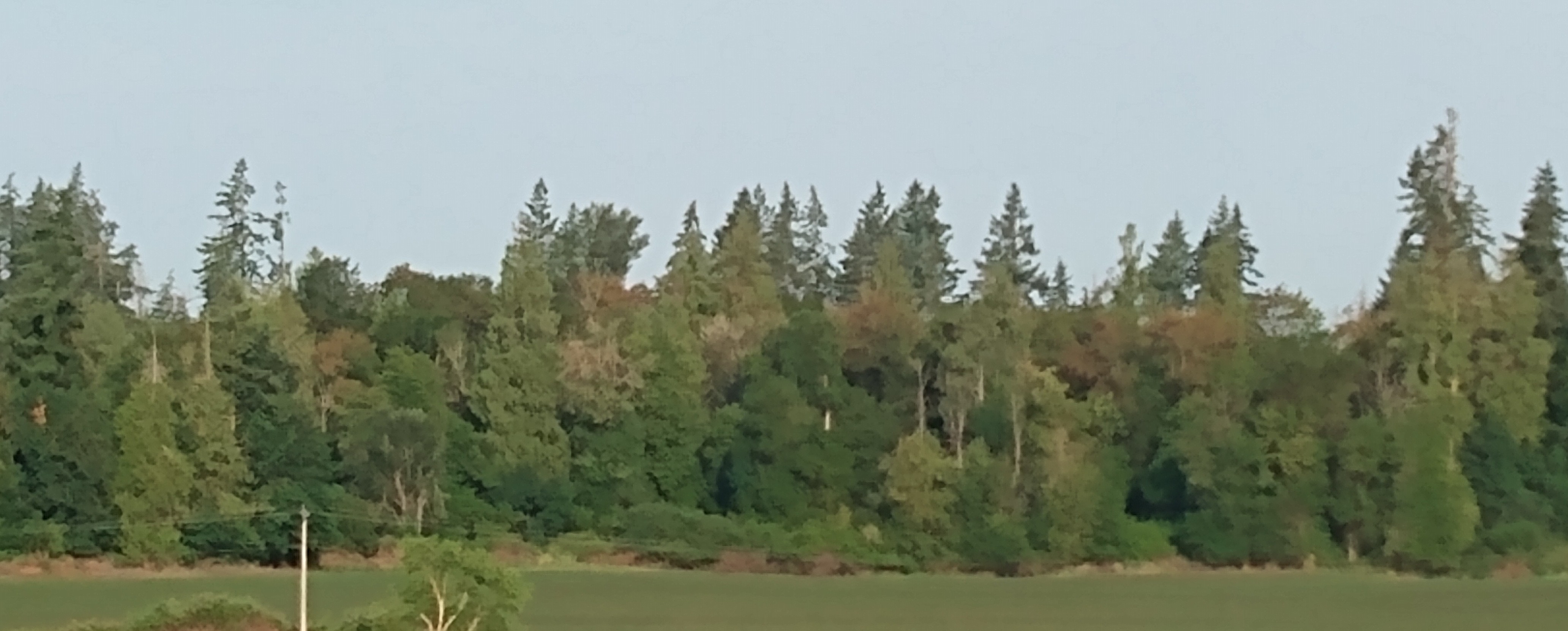 Forest with brown ash tree tops, June 23