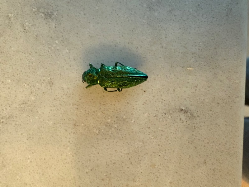 Emerald Ash Borer