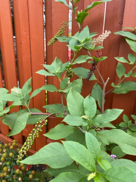 American pokeweed