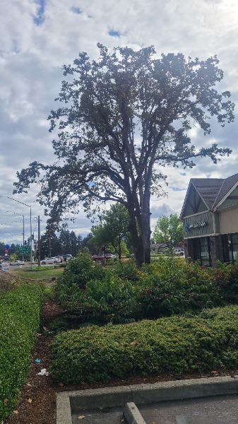 stressed canopy