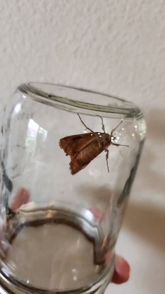 Underside of live specimen