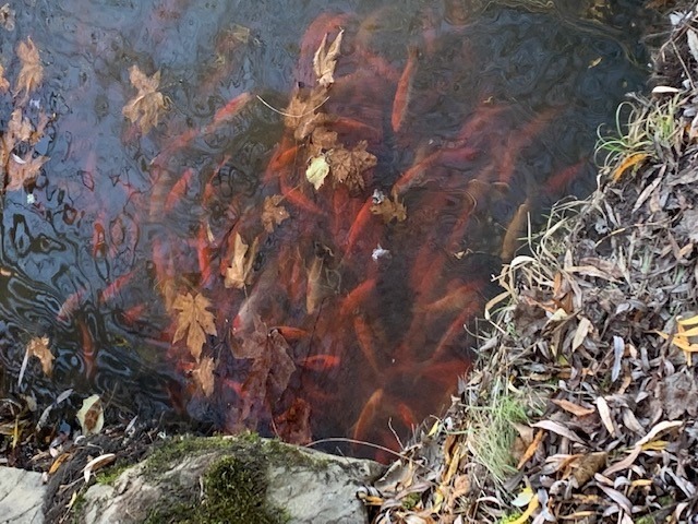 Gold Fish in Mill Pond
