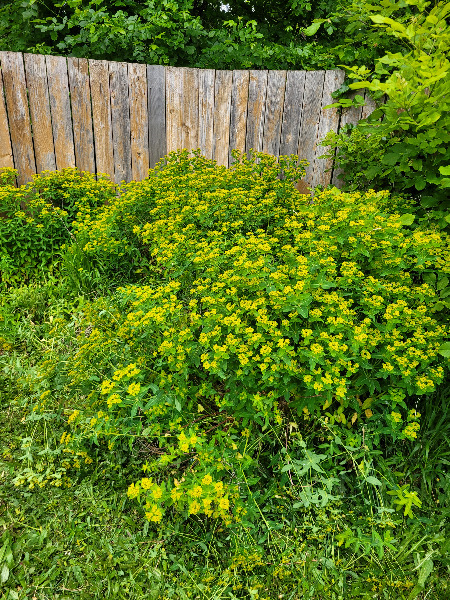 Zoomed out photo of one of the bushes