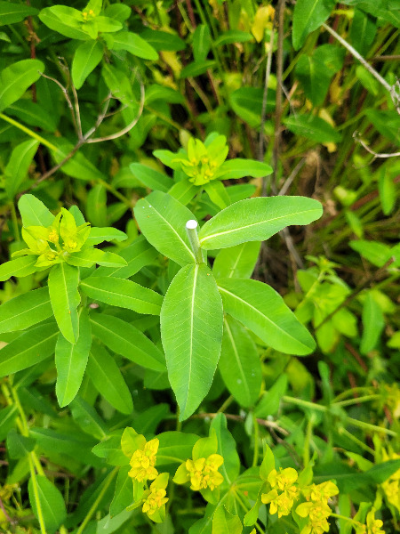 Photo displaying the milky sap from a cut plant