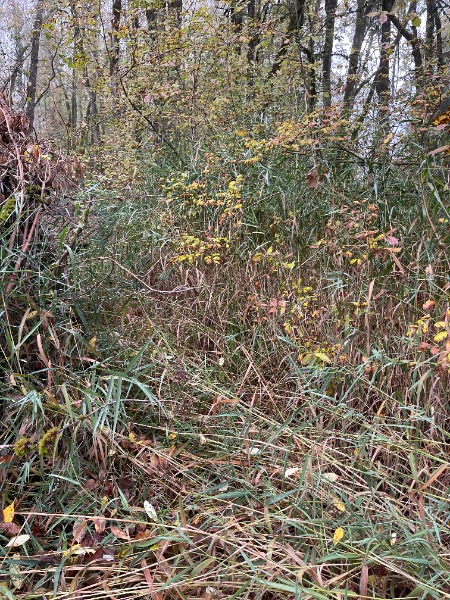 Mystery Grass Clump. This has been trampled down because we were working in our yard