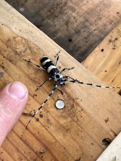 Banded Alder Borer?