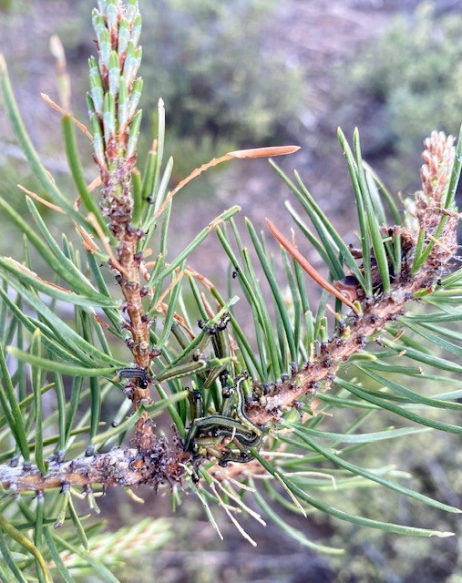 Pine sawflies on lodgepole pine in central OR