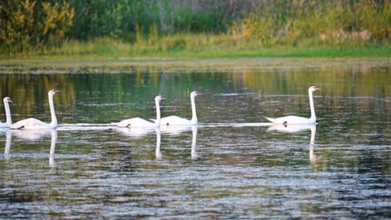 Mute Swans 2