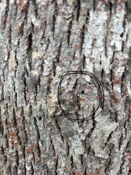 Possible "D" shaped hole in ash tree bark