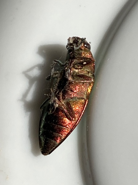 Bright copper underside of beetle