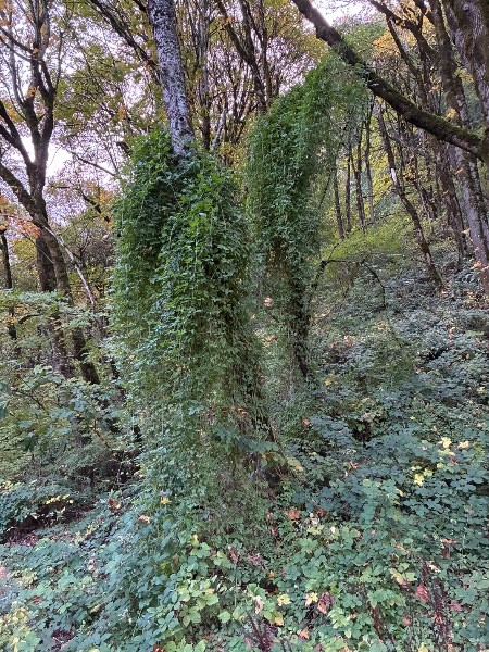 Nightshade growing up trees