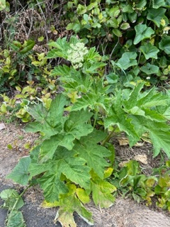 Hogweed Cook's Chasm Trailside