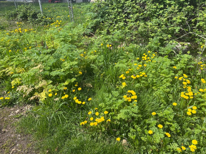 Smooth, purple spotted stalks. Musty smell