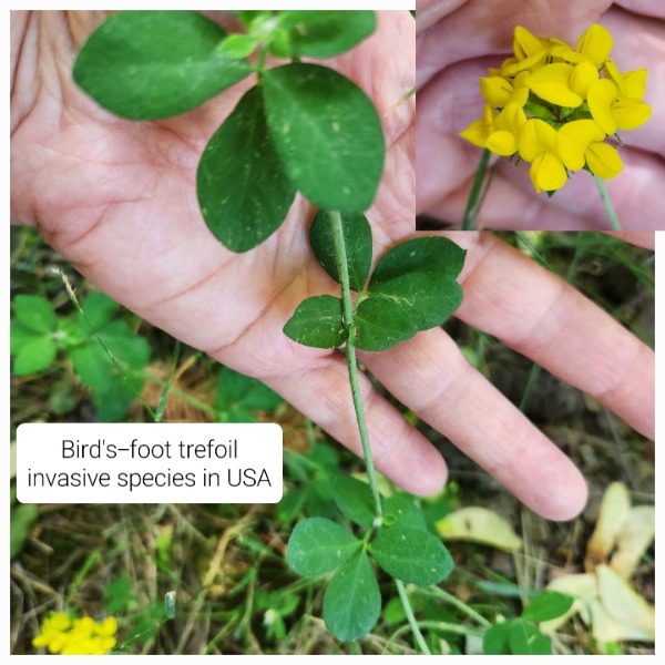 Backyard birdsfoot trefoil