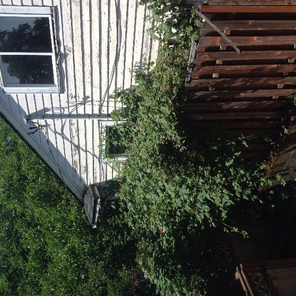 Blackberry and English Ivy invading yard from neighbor. June 7, 2016+