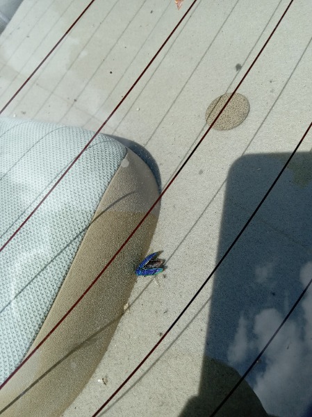 Picture insect taken May 19, 2025.