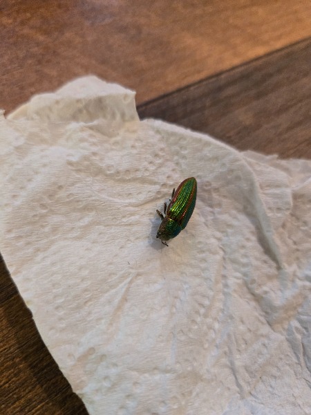 pic of potential Emerald Ash Borer