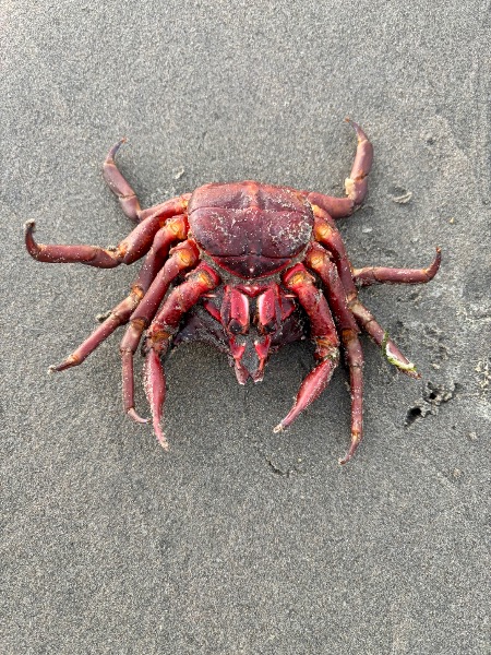 underside of crab.