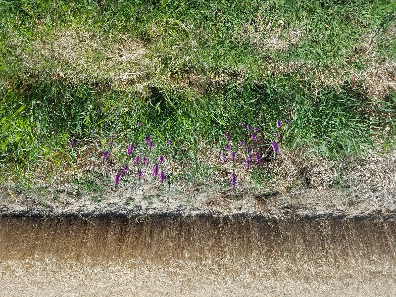 Lythrum salicaria, Purple loosestrife