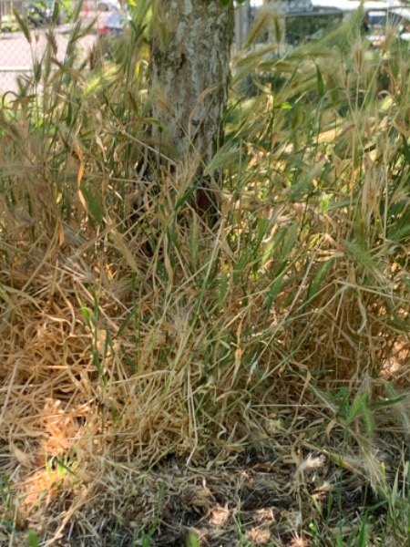 Foxtail