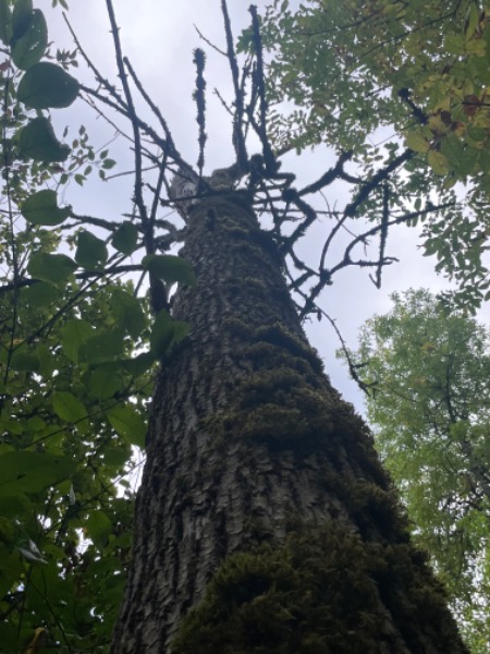 Dead ash snag