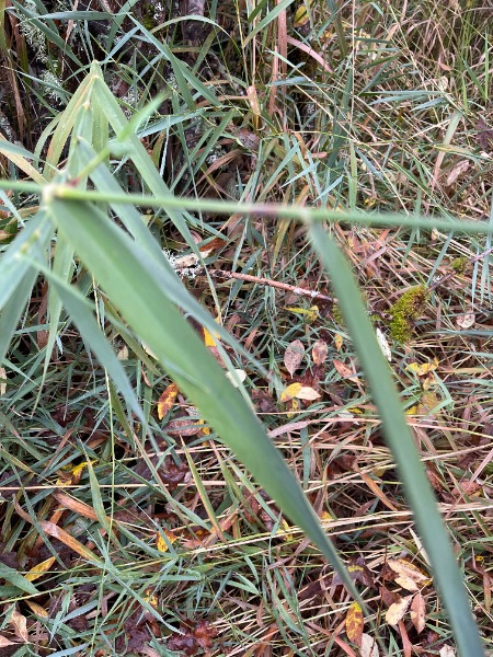 Mystery grass leaf