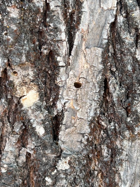 d shaped holes