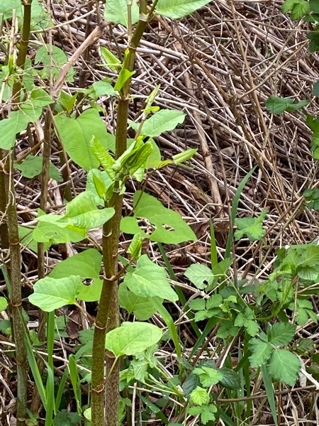 Close up of Japanese knotweed near mile marker 1.6 along Tualatin River trail west of Cook Park