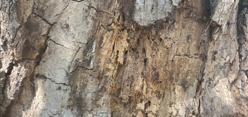 Base of trunk