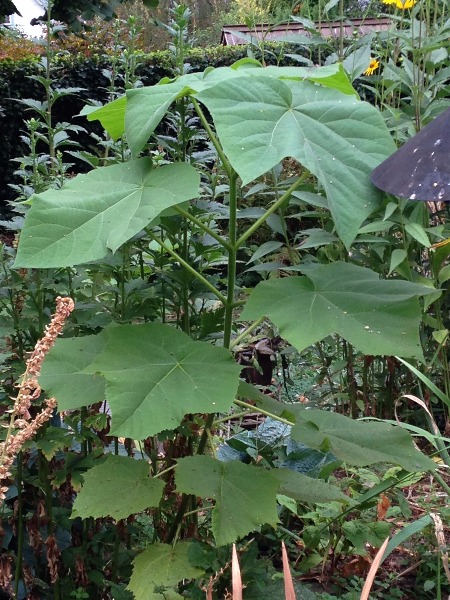 Unknown plant