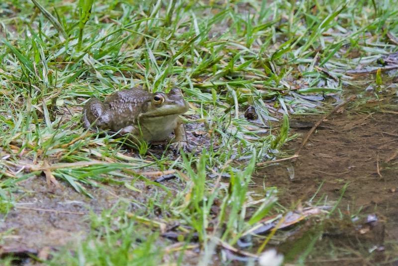 Frog on Woodpecker Trail