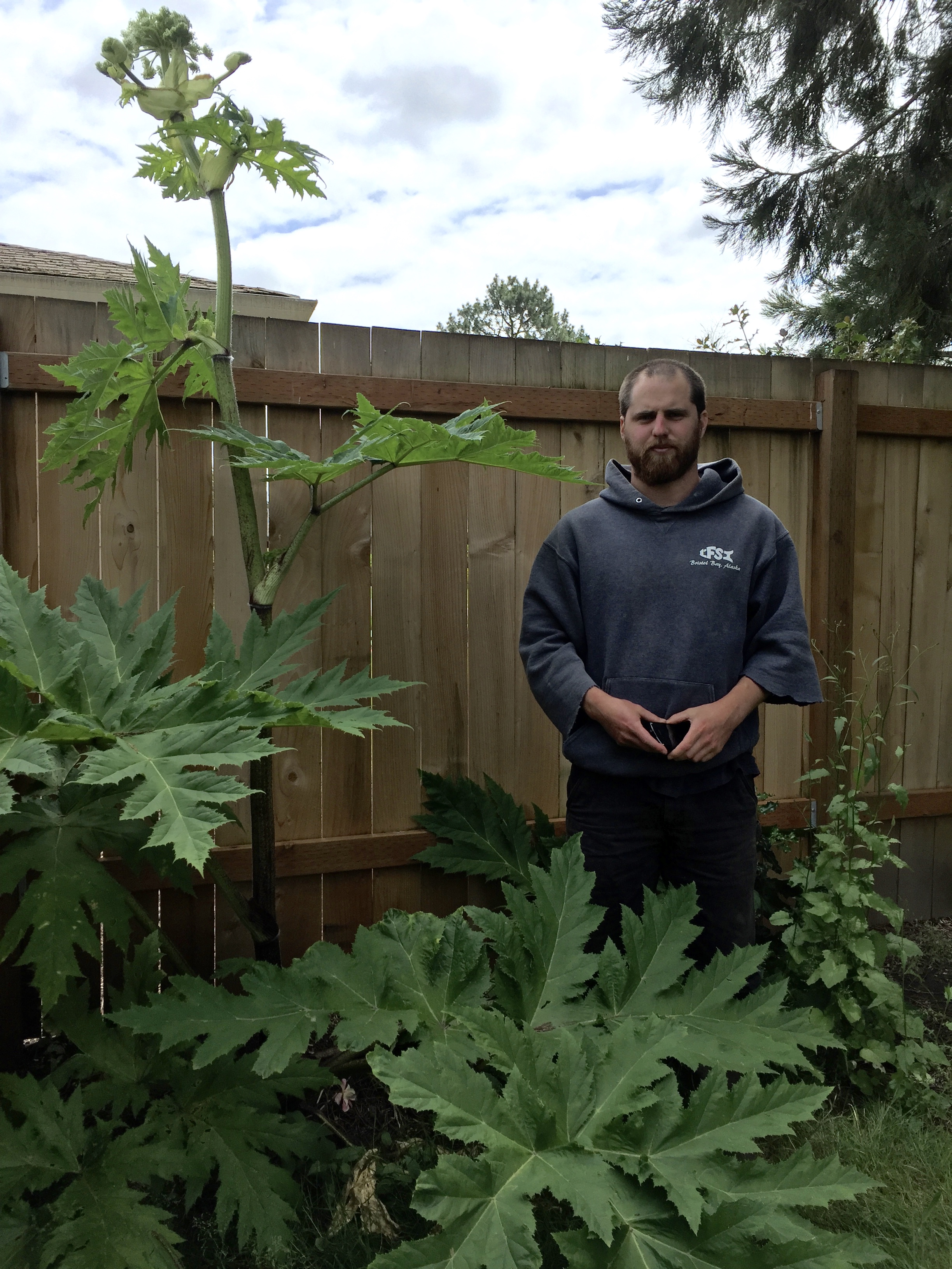 Giant hogweed plant found 6/2016