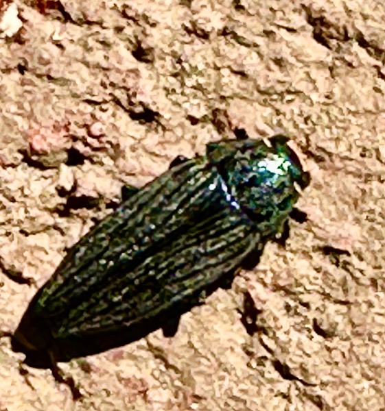 Emerald Ash Borer 10/03/024