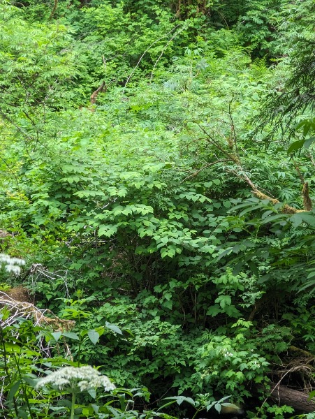 Japanese knotweed on USFS property Lat/Lon = 44.95015, -123.92285