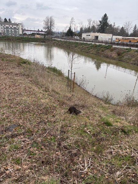 Nutria on 3/11/25