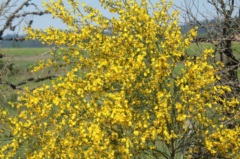 Scots Broom on Livermore Road, Polk County Oregon