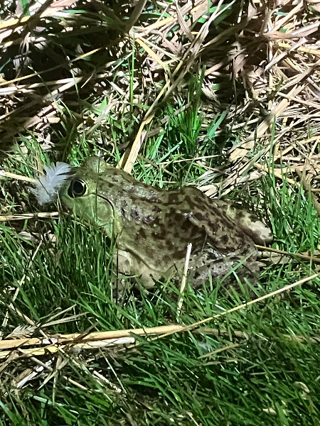 American Bullfrogs along Fanno Creek Trail near Englewood Playground East.