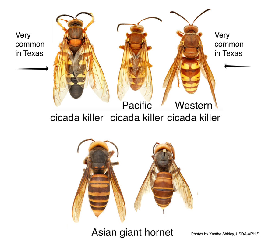 cicada hunter wasp