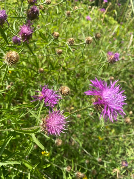 spotted knapweed
