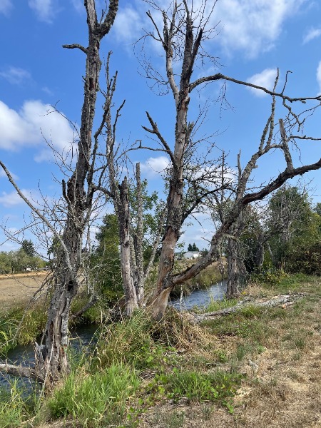 wider view picture of dead trees along the creek bank that have the tunnels under bark