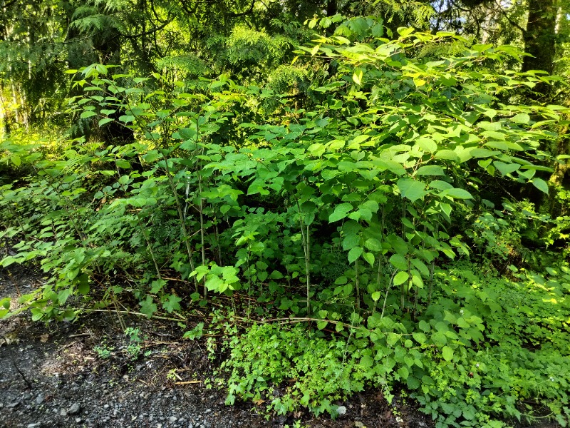 Japanese Knotweed