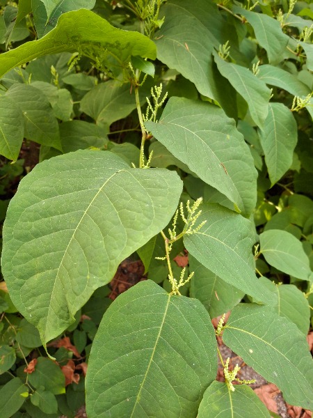 Plant leaves